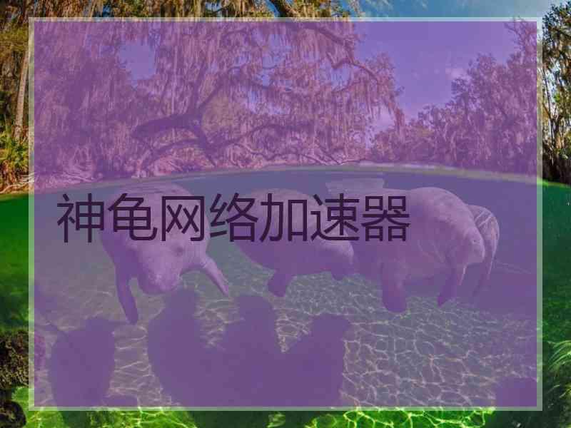 神龟网络加速器