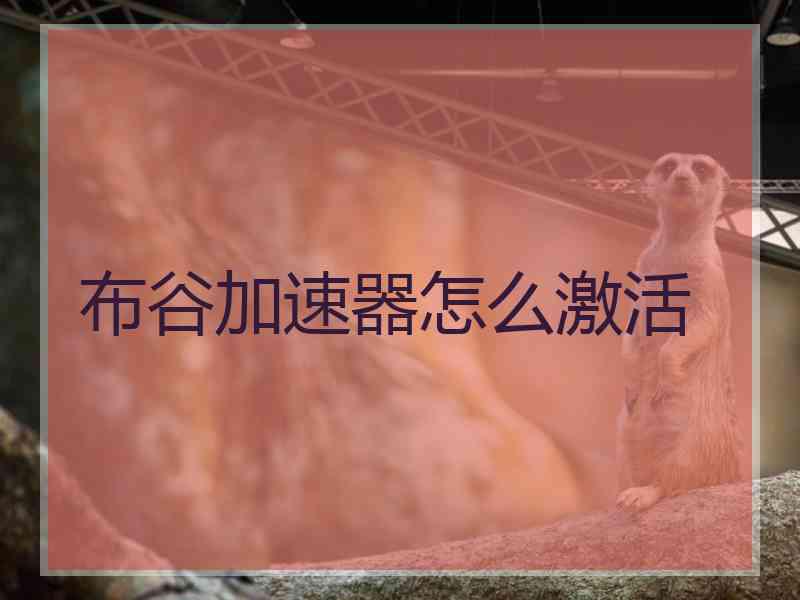 布谷加速器怎么激活
