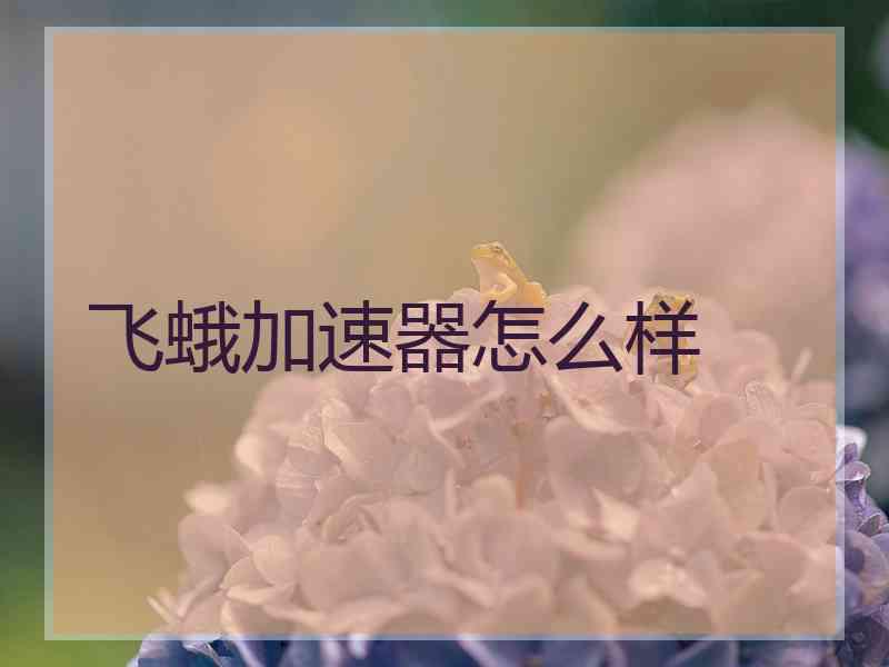 飞蛾加速器怎么样