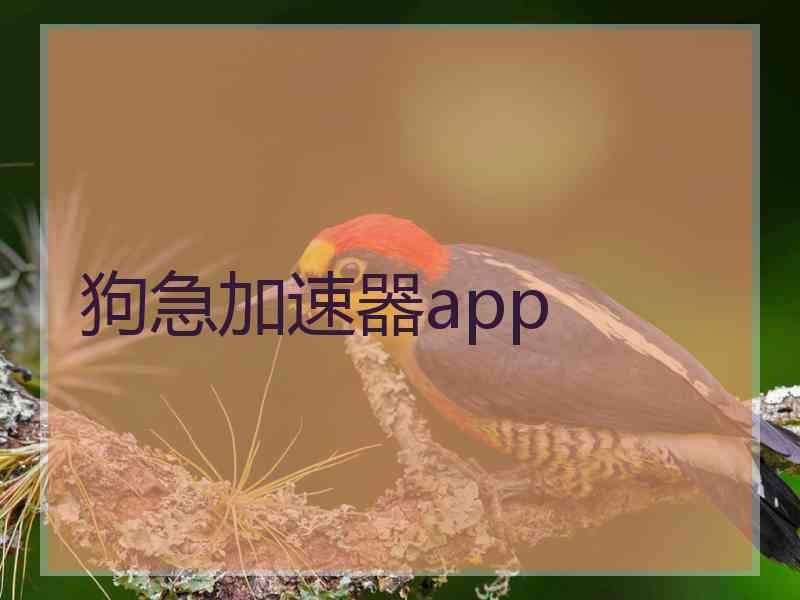 狗急加速器app